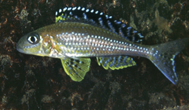 Xenotilapia papilio 'Tembwe (Deux)'